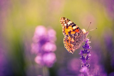 Doğa arka plan kavramı. Güzel yaz çayır arka plan. İlham verici doğa portre.