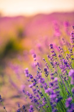 Güzel lavanta closeup, soyut yaz çayır ve çiçekler manzara. Yaz doğa kavramı