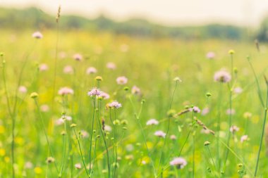 Güzel çayır ve bir tarlada çiçekler. Yaz parlak portre ile arka plan bulanık