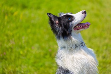 Akıllı köpek odaklama ve dinleme. Saf ırk sınır collie açık havada, dönemi öğretim