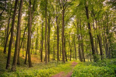 Güzel gün batımı veya gündoğumu orman manzara. Yumuşak güneş ışığı ve parlak güneş ışınları ve yol yeşil ağaçlar ormanın derinliklerinde. Doğa veya ekoloji kavramı arka plan