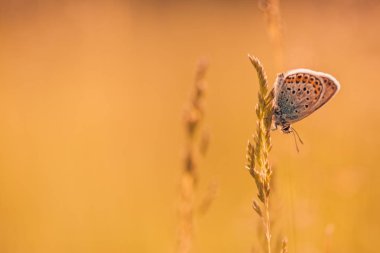 Yaz closeup kelebek ve çayır. Parlak manzara. İlham verici doğa afiş arka plan. 
