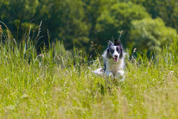 Border Collie köpek açık havada yüksek çim çayır üzerinde oynama. Köpek açık havada dikey. Adam en iyi arkadaşı, akıllı köpek, evde beslenen hayvan kavramı