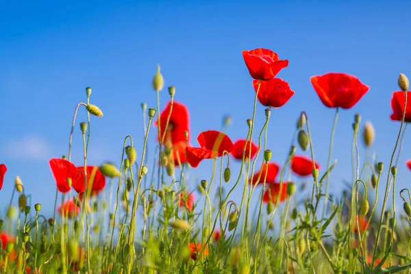 Güzel haşhaş çiçekleri ve çim çayır yaz bahar doğa arka plan için. Mavi gökyüzü ve kırmızı haşhaş çiçekler, renk sürecini arttır