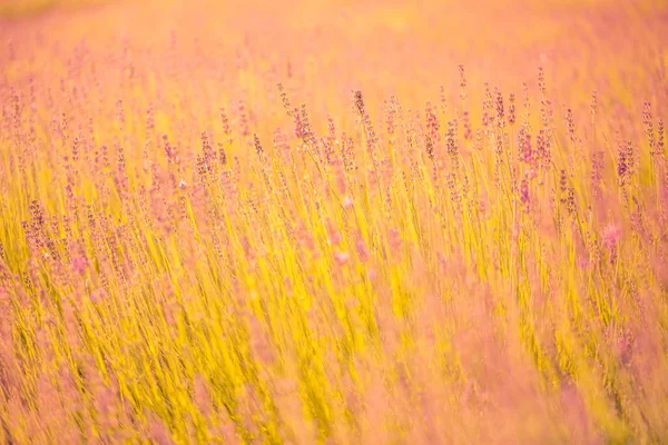 Altın Lavanta günbatımı. Parlak gündoğumu veya günbatımı renkleri, lavanta alanının arka plan bulanık