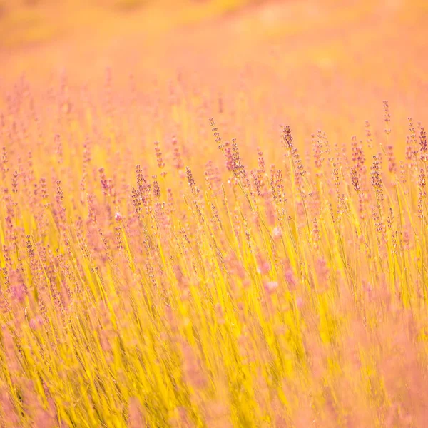 Altın Lavanta günbatımı. Parlak gündoğumu veya günbatımı renkleri, lavanta alanının arka plan bulanık