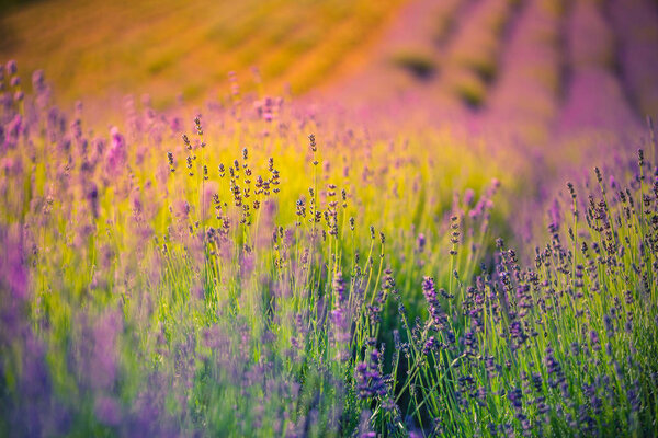 Beautiful lavender closeup, abstract summer meadow and flowers landscape. Summer nature concept