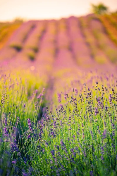 Beau Gros Plan Lavande Prairie Été Abstraite Paysage Fleurs Concept — Photo