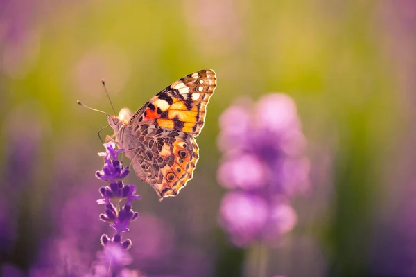 Natuur Achtergrond Concept Mooie Zomerse Weide Achtergrond Inspirerende Natuur Closeup — Stockfoto