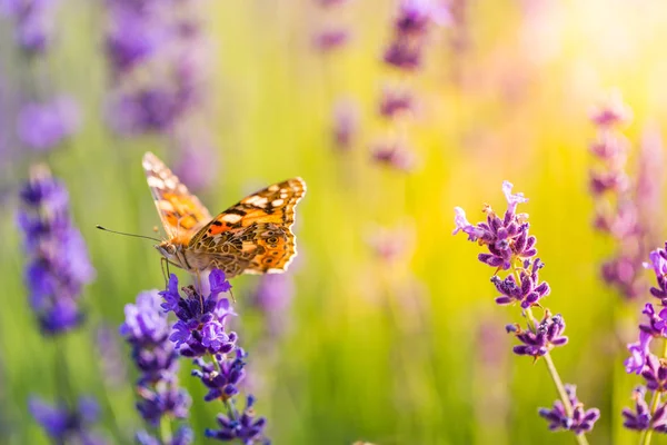 Літній Вид Природу Красивого Метелика Барвистим Лугом Природна Літня Сцена — стокове фото