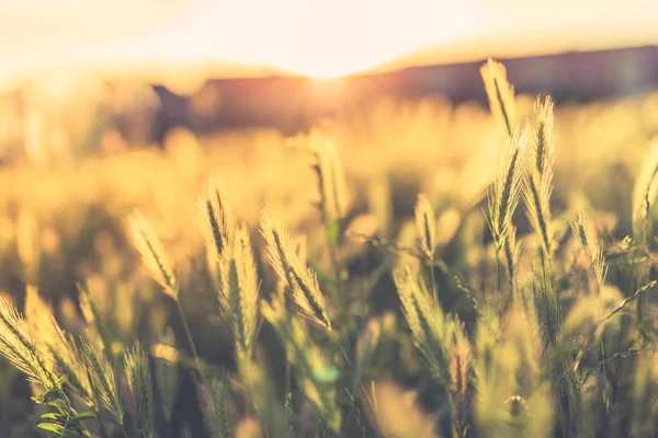 Güzel gün batımı çayır, Güneş ışınları ve huzurlu ruh hali. Altın çim sahası close-up doğa