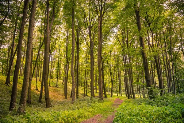 Güzel gün batımı veya gündoğumu orman manzara. Yumuşak güneş ışığı ve parlak güneş ışınları ve yol yeşil ağaçlar ormanın derinliklerinde. Doğa veya ekoloji kavramı arka plan