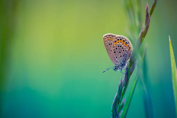 Verão Perto Borboleta Prado Paisagem Brilhante Inspiração Natureza Banner Fundo — Fotografia de Stock