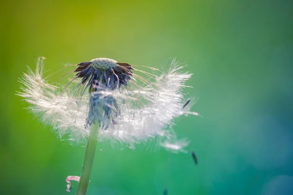 Superbe Prairie Été Gros Plan Graines Pissenlit Magnifique Concept Nature — Photo