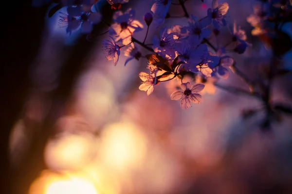 Abstracte Voorjaar Natuur Concept Ontspannen Zonsondergang Licht Cherry Blossom Met — Stockfoto