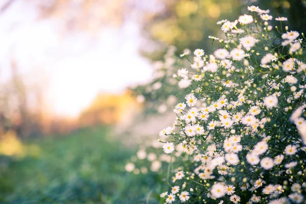 Abstrakte Frühling Sommer Floralen Hintergrund Verschwommener Hintergrund Und Gänseblümchen Blumen — Stockfoto