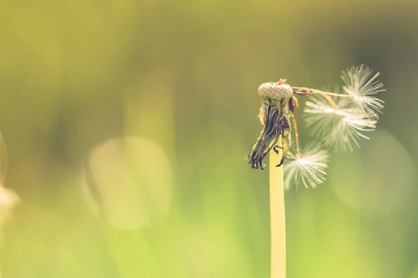 Dandelion Background Abstract Nature Bright Blurred Background Spring Summer Flowers — Stock Photo, Image