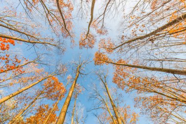 Sonbahar ağaçlar yumuşak güneş ve mavi gökyüzü, seyir