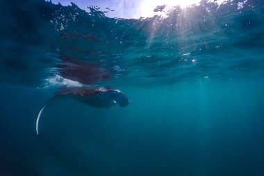 Güneş ışınları Manta ray ile parlak sualtı sahne. Şnorkel ve dalış tropik deniz, sualtı spor ve eğlence arka plan