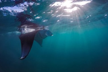 Güneş ışınları Manta ray ile parlak sualtı sahne. Şnorkel ve dalış tropik deniz, sualtı spor ve eğlence arka plan