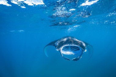 Güneş ışınları Manta ray ile parlak sualtı sahne. Şnorkel ve dalış tropik deniz, sualtı spor ve eğlence arka plan