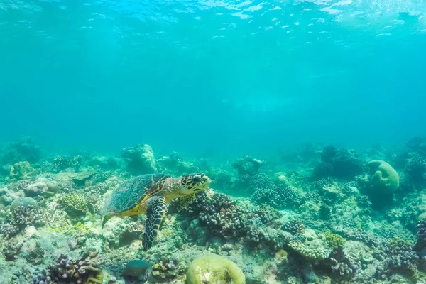 海龟在热带海 珊瑚礁和太阳射线 海底海洋生活背景 — 图库照片