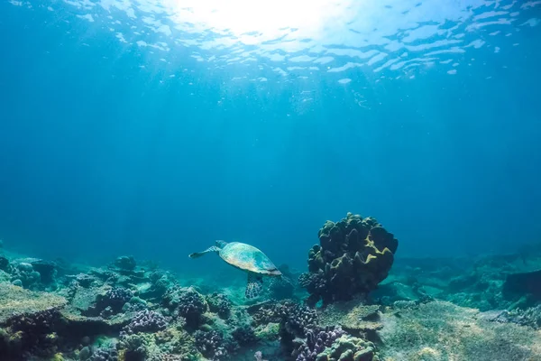 海龟在热带海 珊瑚礁和太阳射线 海底海洋生活背景 — 图库照片