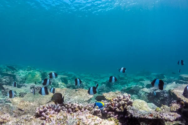 浅色珊瑚礁和红色热带鱼 黄珊瑚和游鱼水下摄影从潜水与海洋生物 热带海景 — 图库照片
