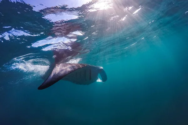 Světlé Podvodní Scéna Manta Ray Paprscích Slunce Šnorchlování Potápění Tropickém — Stock fotografie