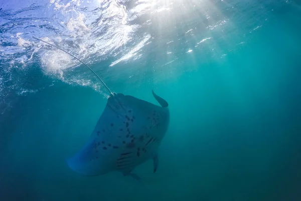 Bright underwater scene with Manta ray in sun rays. Snorkeling and diving in tropical sea, underwater sport and recreational background