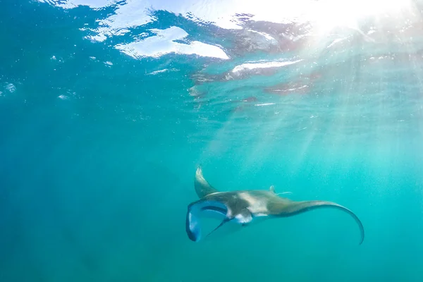 Světlé Podvodní Scéna Manta Ray Paprscích Slunce Šnorchlování Potápění Tropickém — Stock fotografie