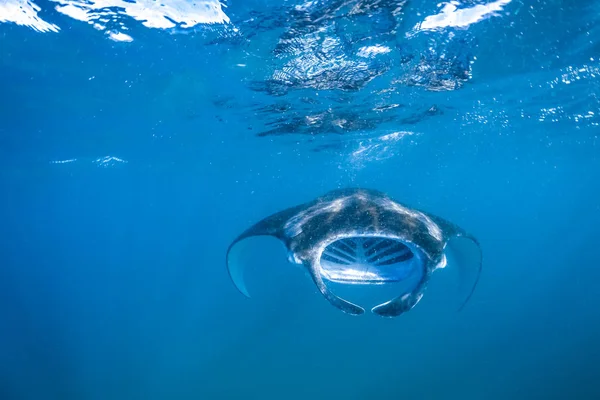 Světlé Podvodní Scéna Manta Ray Paprscích Slunce Šnorchlování Potápění Tropickém — Stock fotografie