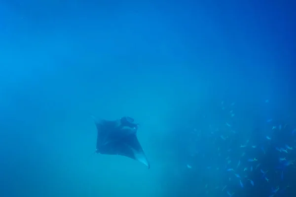 Bright underwater scene with Manta ray in sun rays. Snorkeling and diving in tropical sea, underwater sport and recreational background