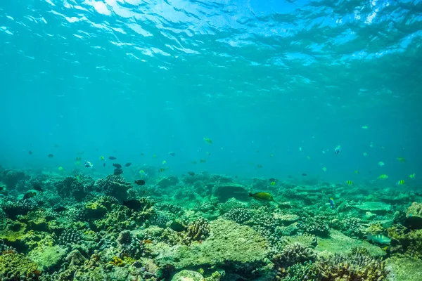 水下生活 马尔代夫热带海洋的海洋生物 明亮的水下风景与热带鱼和珊瑚礁 — 图库照片