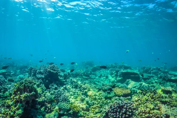 水下生活 马尔代夫热带海洋的海洋生物 明亮的水下风景与热带鱼和珊瑚礁 — 图库照片