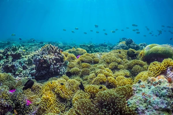 令人惊叹的海底海洋生物 珊瑚礁和深蓝色的海洋 从水下摄像头观看 — 图库照片