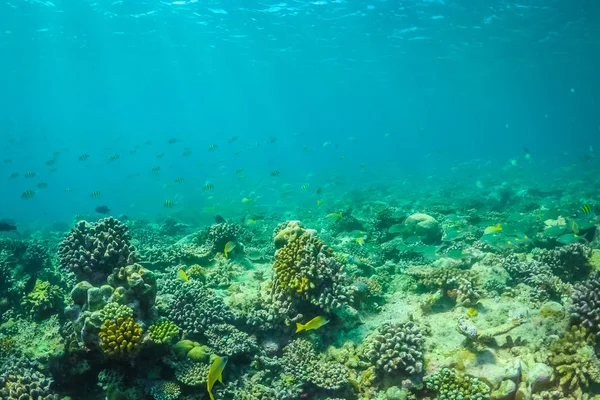 Amazing underwater marine life. Coral reef and deep blue sea, view from underwater camera