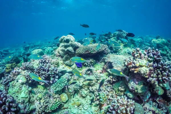 令人惊叹的海底海洋生物 珊瑚礁和深蓝色的海洋 从水下摄像头观看 — 图库照片