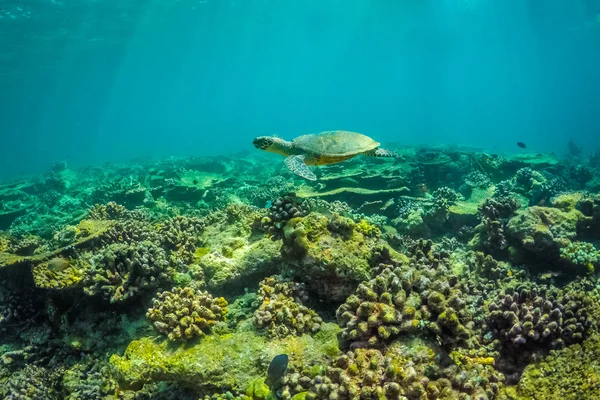 海龟在热带海 珊瑚礁和水下海洋生物 — 图库照片