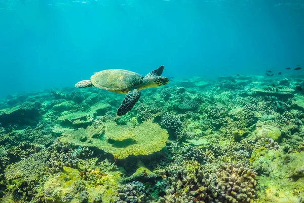 海龟在热带海 珊瑚礁和水下海洋生物 — 图库照片