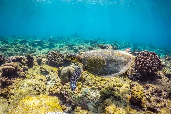 海龟在热带海 珊瑚礁和水下海洋生物 — 图库照片
