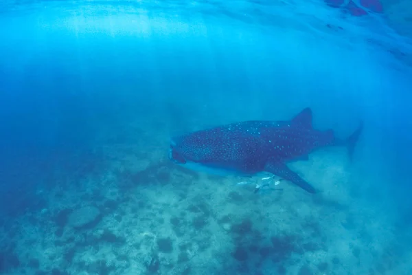 Tiburón Ballena Mar Tropical Luz Solar Suave Bajo Agua Fauna — Foto de Stock