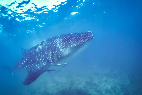 Tiburón Ballena Mar Tropical Luz Solar Suave Bajo Agua Fauna — Foto de Stock