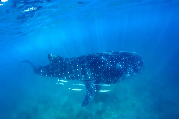 Tiburón Ballena Mar Tropical Luz Solar Suave Bajo Agua Fauna — Foto de Stock