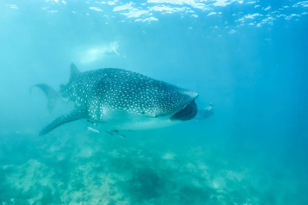 Tiburón Ballena Mar Tropical Luz Solar Suave Bajo Agua Fauna — Foto de Stock