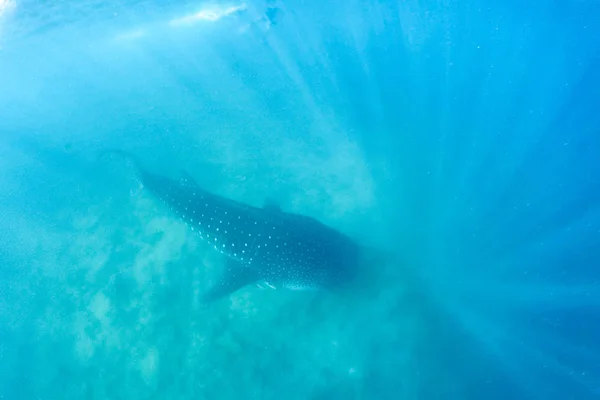 Tiburón Ballena Mar Tropical Luz Solar Suave Bajo Agua Fauna — Foto de Stock