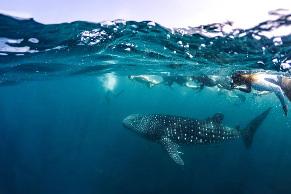 Velrybí Žralok Tropickém Moři Lidé Plavání Oceánu Volně Žijících Živočichů — Stock fotografie