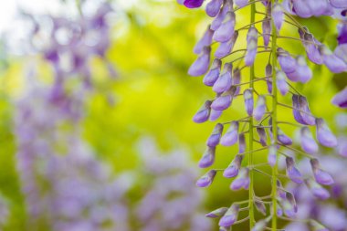 Bahar çiçekleri günbatımı bahçesinde çiçek açıyor. Çin ve Japon parkında çiçek açan güzel çardaklar. Güzel doğa çiçekleri yakın plan