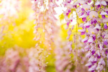 Bahar çiçekleri günbatımı bahçesinde çiçek açıyor. Çin ve Japon parkında çiçek açan güzel çardaklar. Güzel doğa çiçekleri yakın plan