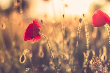 Batan güneşin ışığında haşhaş çayırı. Gün batımı, güneş ışınları ve huzurlu yaz havasıyla yakın çekim. Rüya gibi doğa manzarası, aşk ve mutluluk konsepti.